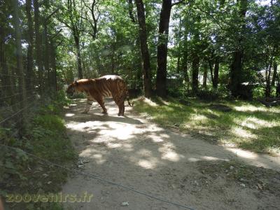 Tigre de Malaisie - 2017