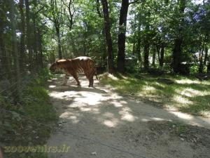 Tigre de Malaisie