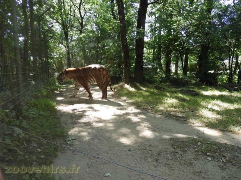 Tigre de Malaisie