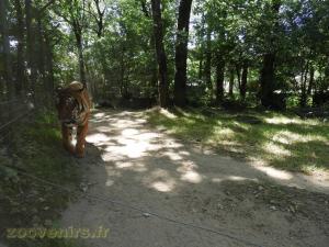 Tigre de Malaisie