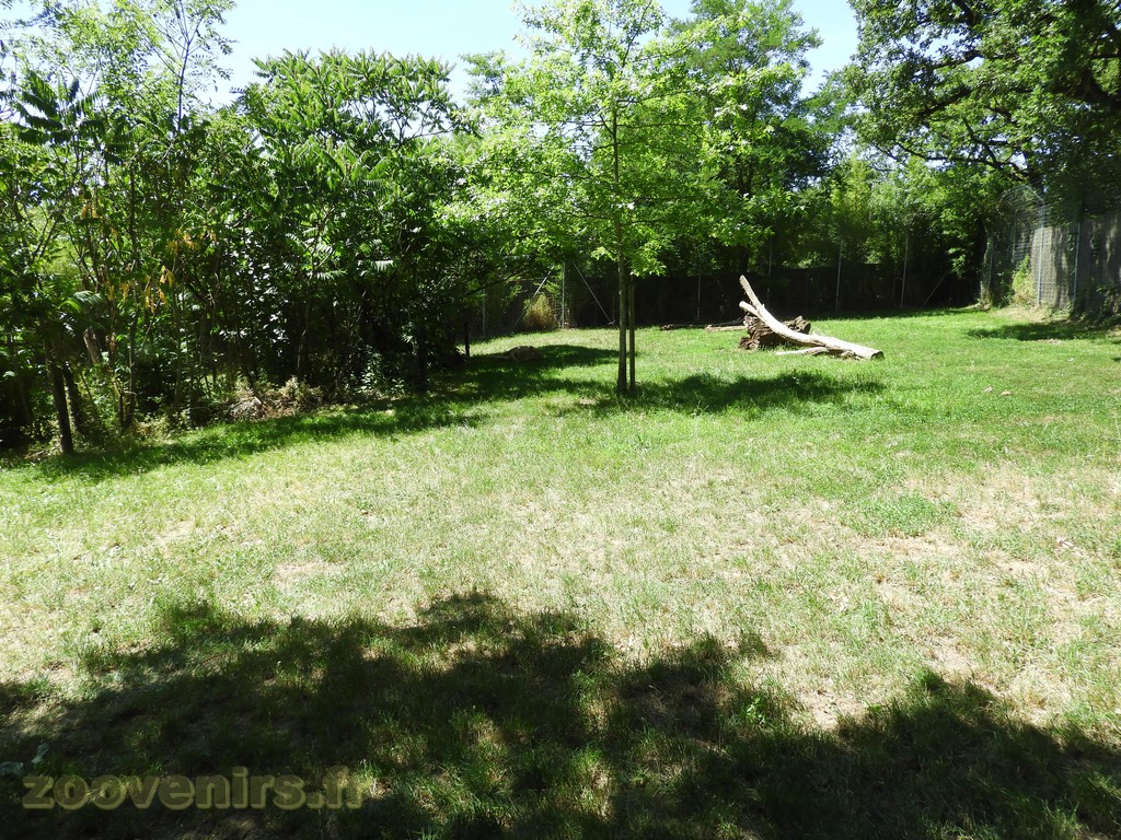 Lion d'Angola - 2017