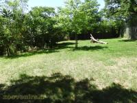 Lion d'Angola - 2017