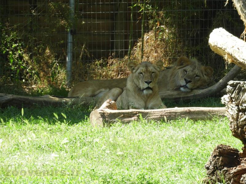 Lion d'Angola