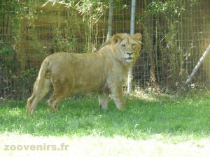 Lion d'Angola