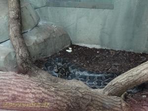 Python molure