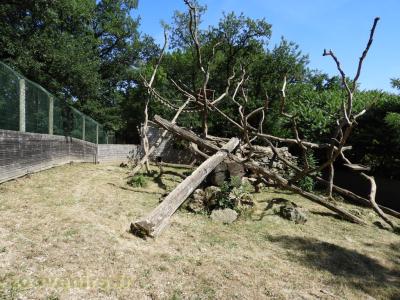 Coati à nez blanc - 2017