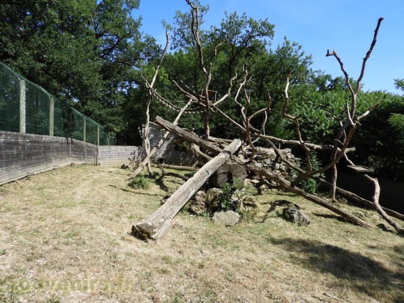 Coati à nez blanc