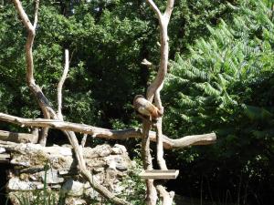 Coati à nez blanc 