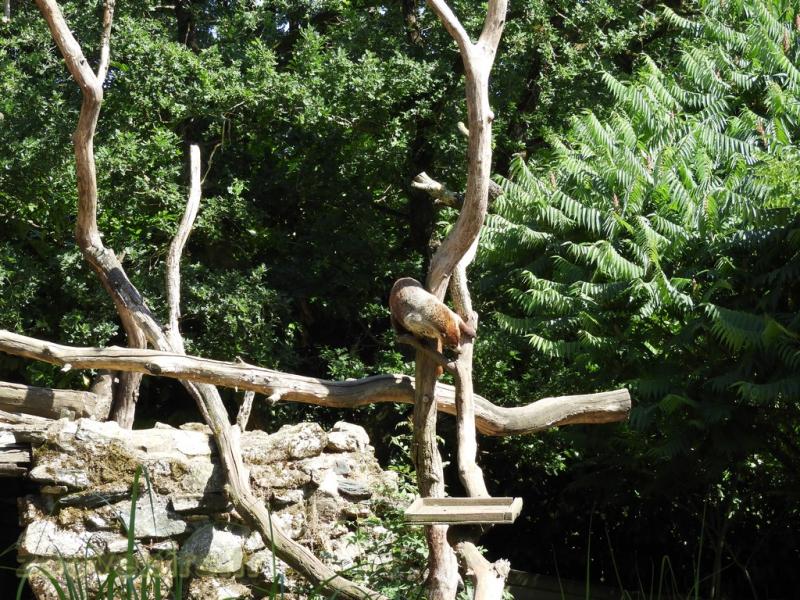 Coati à nez blanc 