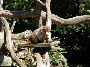 Coati à nez blanc