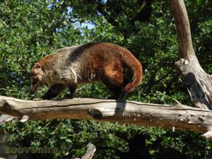 Coati à nez blanc