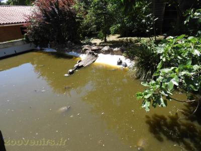 Tortue de Floride - 2017