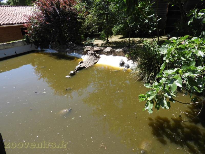 Tortue de Floride