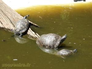 Tortue de Floride
