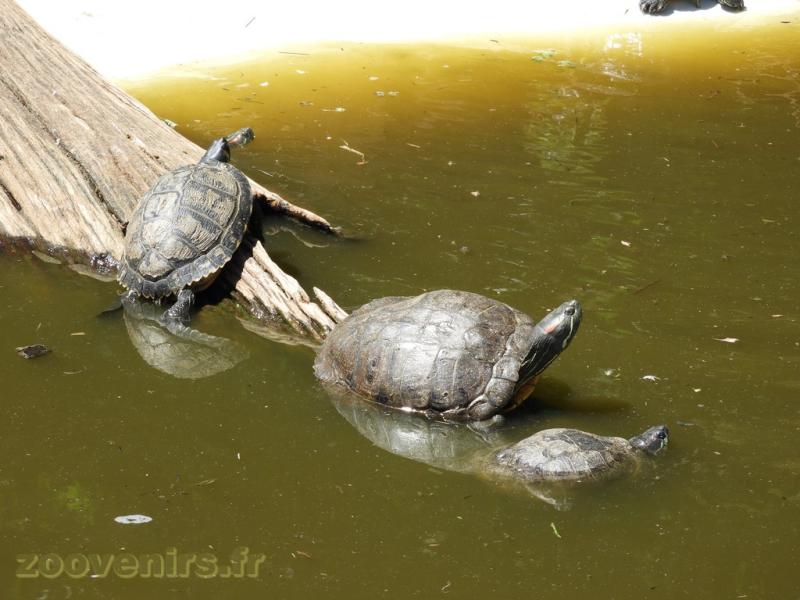 Tortue de Floride