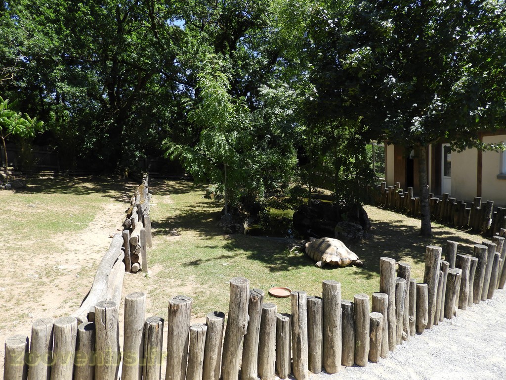 Tortue sillonnée - 2017