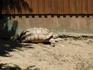 Tortue sillonnée 