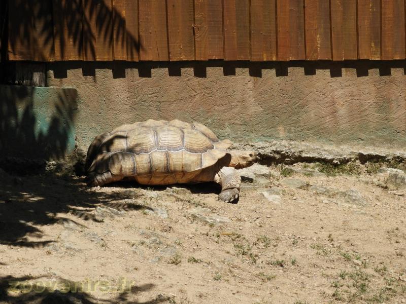 Tortue sillonnée 