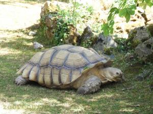 Tortue sillonnée 