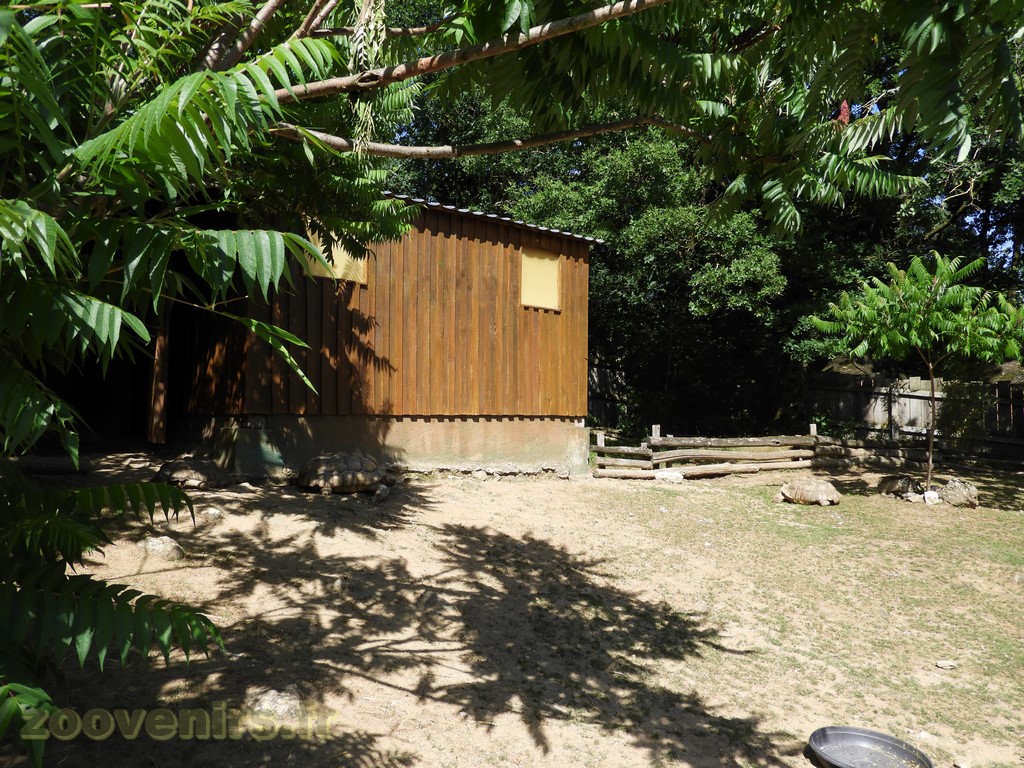 Tortue sillonnée - 2017