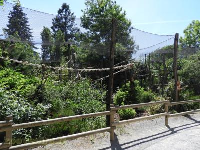 Tamarin - Saki - 2017