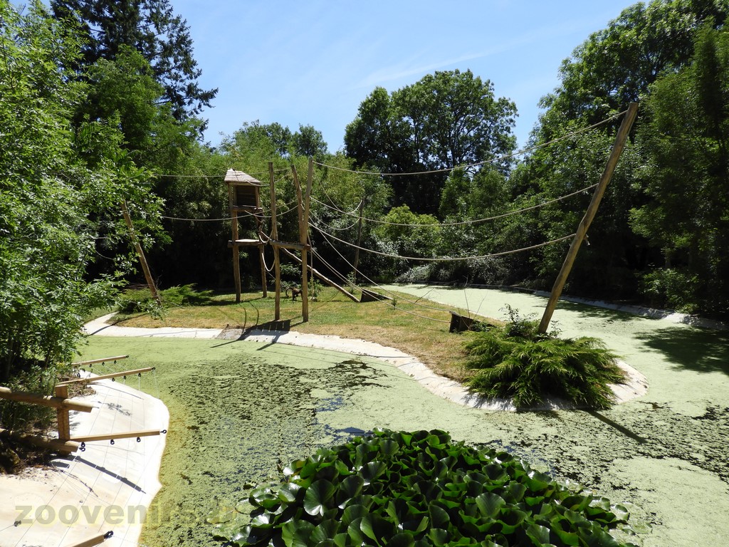 Atèle à ventre blanc - 2017