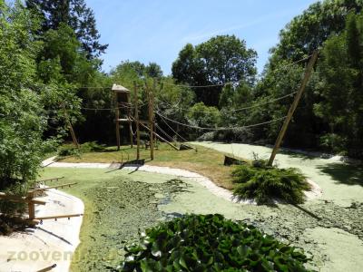 Atèle à ventre blanc - 2017