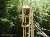 Atèle à ventre blanc - 2017