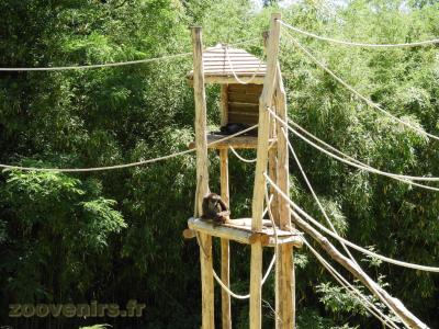 Atèle à ventre blanc - 2017