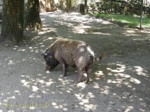 Cochon