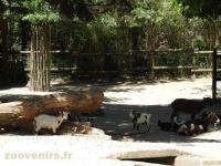 Chèvre naine - 2017