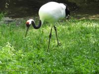 Grue du Japon - 2017