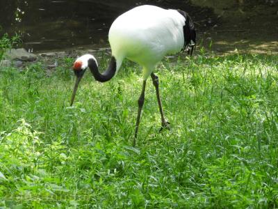 Grue du Japon - 2017