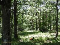 Lémur vari roux - 2017