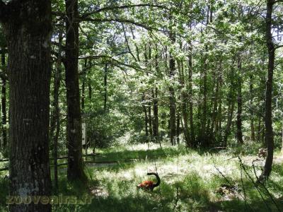 Lémur vari roux - 2017