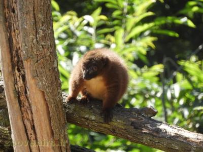 Lémur à ventre roux - 2017