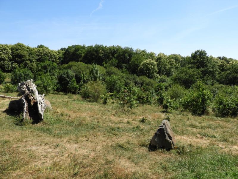 Ours baribal - Loup 