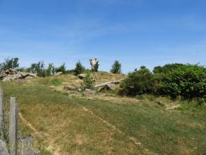 Ours baribal - Loup 
