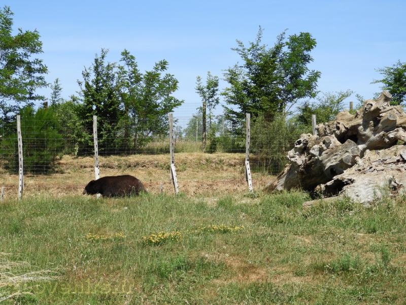 Ours baribal