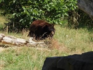 Ours baribal