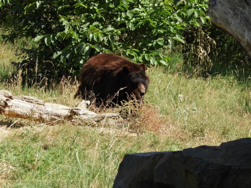 Ours baribal