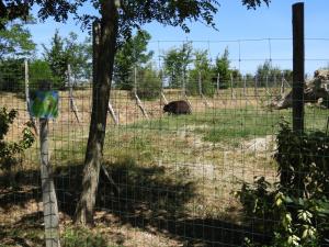 Ours baribal