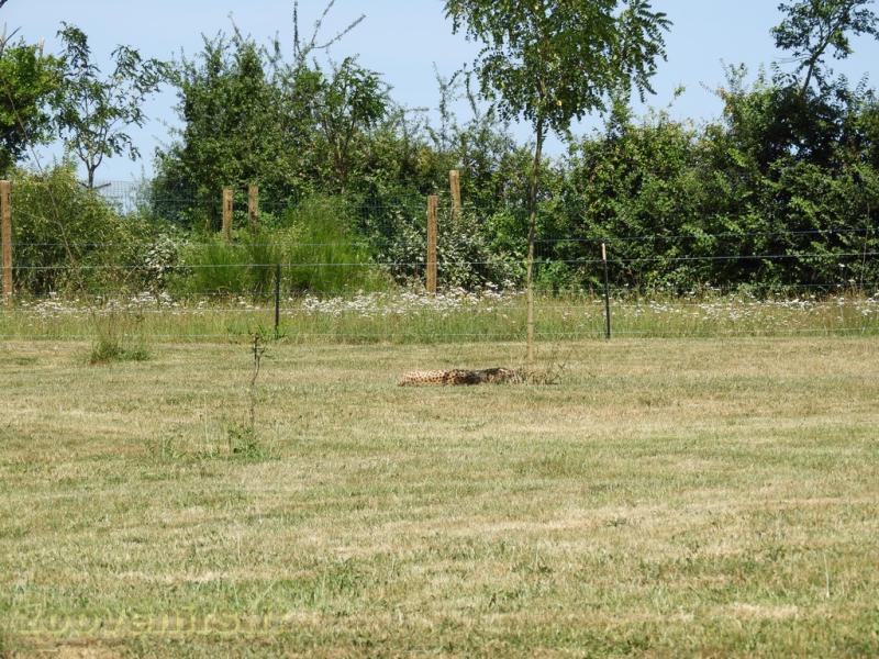 Guépard