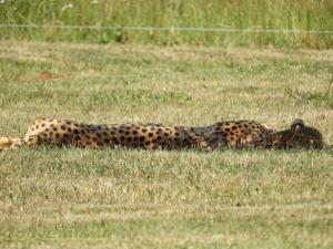 Guépard