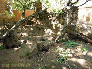 Suricate