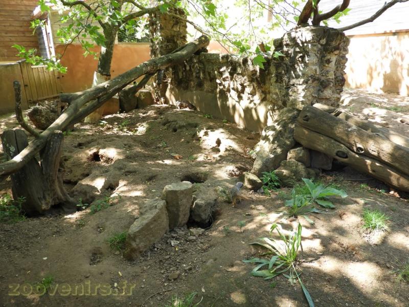 Suricate