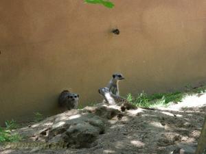 Suricate