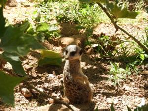 Suricate