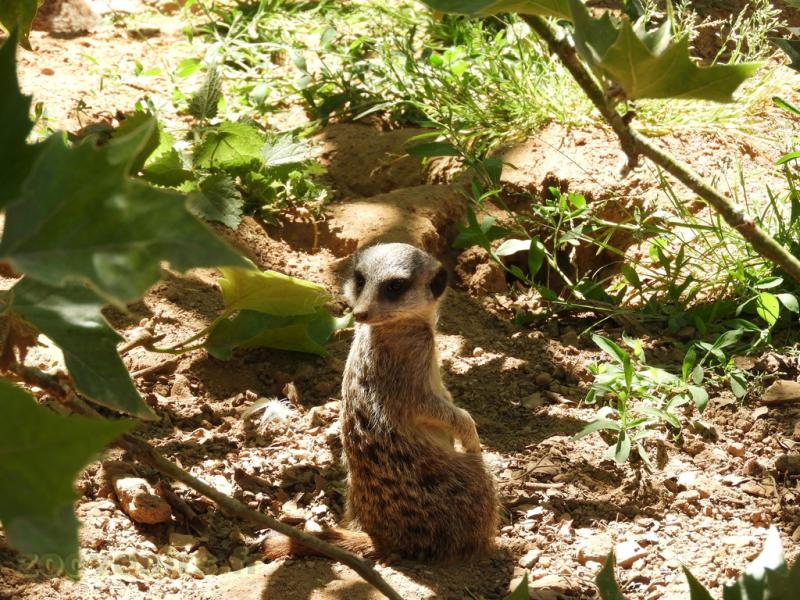 Suricate