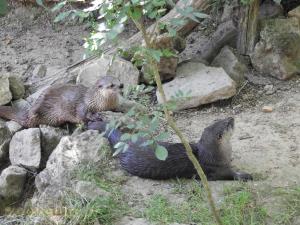 Loutre du Canada